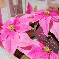 ポインセチア メキシコの星からクリスマスの花へ 株式会社名港フラワーブリッジ 愛知県名古屋市 中部圏内最大級の生花市場