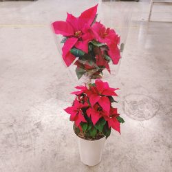 ポインセチア メキシコの星からクリスマスの花へ 株式会社名港フラワーブリッジ 愛知県名古屋市 中部圏内最大級の生花市場