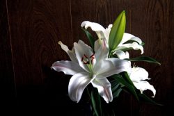 香りのない花のすすめ 笑わなくても美人は美人 株式会社名港フラワーブリッジ 愛知県名古屋市 中部圏内最大級の生花市場