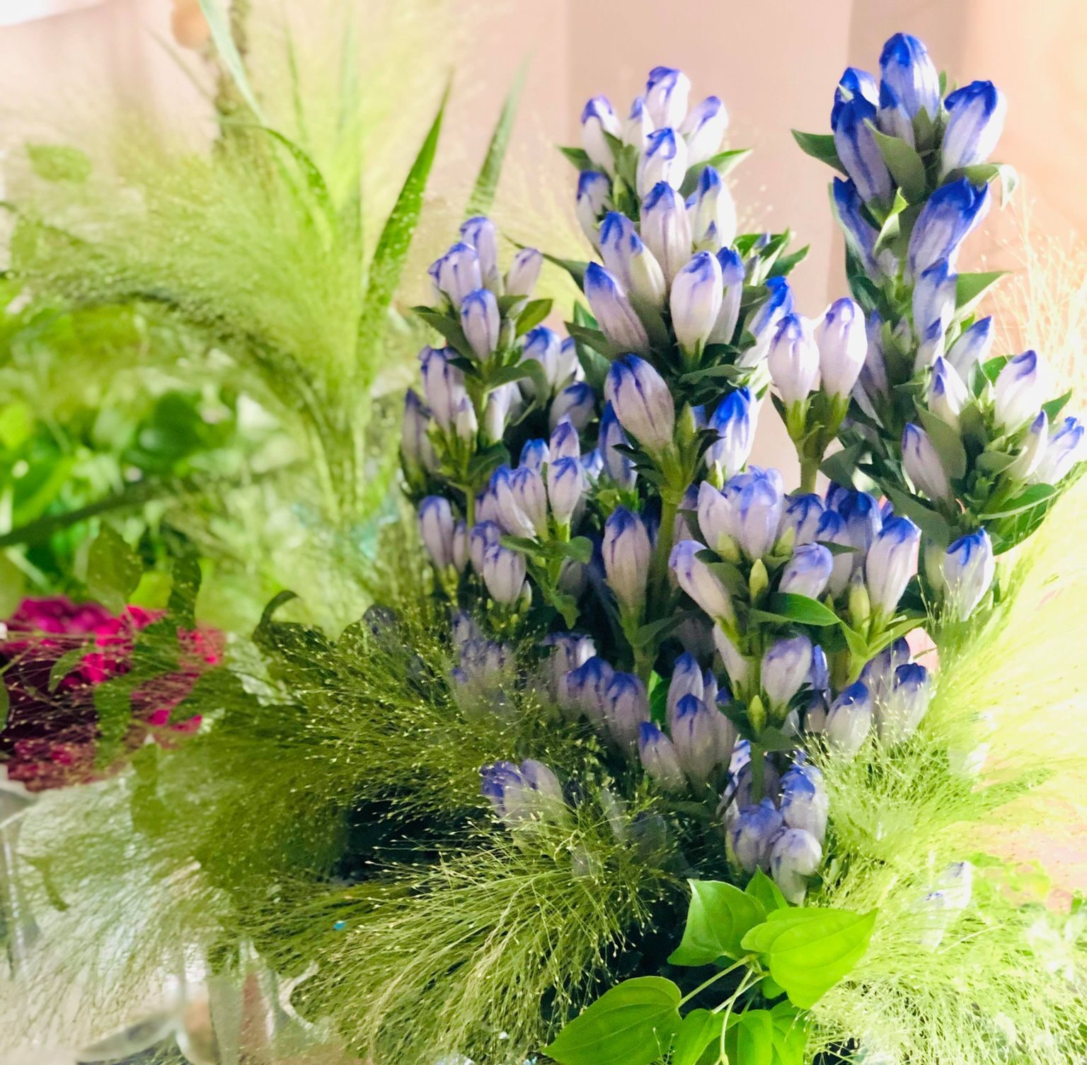 敬老の日 リンドウの花言葉は 怖い のか 青い花に乗せる想い 株式会社名港フラワーブリッジ 愛知県名古屋市 中部圏内最大級の生花市場